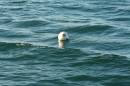 60te-RUNDUM-2010-Lindau-040610-Bodensee-Community-seechat_deIMG_1615.JPG