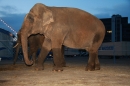 Circus-Carl-Busch-Ravensburg-090610-Bodensee-Community-seechat_de-IMG_2315.JPG