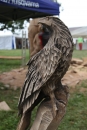 Kettenschnitzerfest-Danketsweiler-25072010-Bodensee-Community-seechat_de-IMG_2911.JPG