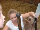 Kamelhof-Afrikafest-2010-Rotfelden-060810-Bodensee-Community-seechat_de-P1000313.JPG