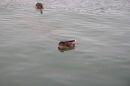 Seenachtsfest-Konstanz-14082010-Bodensee-Community-seechat_de-IMG_3625.JPG