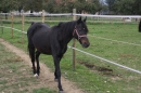 Reitstall-Forster-Steisslingen-Wiechs-10102010-Bodensee-Community-seechat_de-_05.JPG