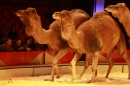 Weihnachtscircus-Ravensburg-2010-Radio7-Drachenkinder-221210-seechat_de-IMG_5242.JPG