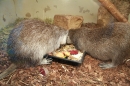 Wilhelma-Zoo-Stuttgart-050211-Bodensee-Community-seechat_de-IMG_8497.JPG