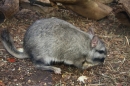 Wilhelma-Zoo-Stuttgart-050211-Bodensee-Community-seechat_de-IMG_8516.JPG