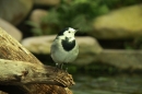 Wilhelma-Zoo-Stuttgart-050211-Bodensee-Community-seechat_de-IMG_8586.JPG