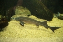 Wilhelma-Zoo-Stuttgart-050211-Bodensee-Community-seechat_de-IMG_8595.JPG