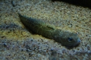 Wilhelma-Zoo-Stuttgart-050211-Bodensee-Community-seechat_de-IMG_8602.JPG