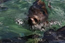 Wilhelma-Zoo-Stuttgart-050211-Bodensee-Community-seechat_de-IMG_8658.JPG