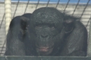 Wilhelma-Zoo-Stuttgart-050211-Bodensee-Community-seechat_de-IMG_8710.JPG