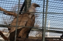 Wilhelma-Zoo-Stuttgart-050211-Bodensee-Community-seechat_de-IMG_8916.JPG
