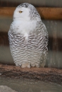 Wilhelma-Zoo-Stuttgart-050211-Bodensee-Community-seechat_de-IMG_8932.JPG
