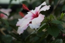 Wilhelma-Zoo-Stuttgart-050211-Bodensee-Community-seechat_de-IMG_9019.JPG