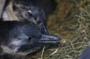 Wilhelma-Zoo-Stuttgart-050211-Bodensee-Community-seechat_de-IMG_9052.JPG