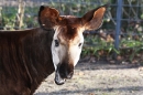 X3-Wilhelma-Zoo-Stuttgart-050211-Bodensee-Community-seechat_de-IMG_8766.JPG