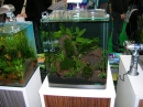 Aquafisch_Friedrichshafen_19022011-seechat_deDSCN2108.JPG