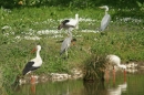 Affenberg-Salem-23042011-Bodensee-Community-SEECHAT_DE-_07.JPG