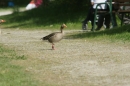 Affenberg-Salem-23042011-Bodensee-Community-SEECHAT_DE-_13.JPG