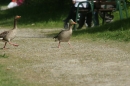 Affenberg-Salem-23042011-Bodensee-Community-SEECHAT_DE-_14.JPG