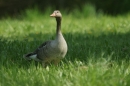 Affenberg-Salem-23042011-Bodensee-Community-SEECHAT_DE-_15.JPG