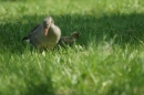 Affenberg-Salem-23042011-Bodensee-Community-SEECHAT_DE-_17.JPG