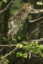 Affenberg-Salem-23042011-Bodensee-Community-SEECHAT_DE-_32.JPG