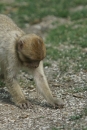 Affenberg-Salem-23042011-Bodensee-Community-SEECHAT_DE-_36.JPG