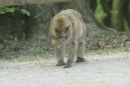 Affenberg-Salem-23042011-Bodensee-Community-SEECHAT_DE-_72.JPG