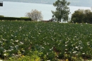 Ausflugsfahrt-Radolfzell-Reichenau-250411-Bodensee-Community_SEECHAT_DE-IMG_4863.JPG