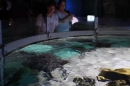 SEA-LIFE-2011-Konstanz-310711-Bodensee-Community-SEECHAT_DE-IMG_2496.JPG