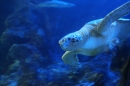 SEA-LIFE-2011-Konstanz-310711-Bodensee-Community-SEECHAT_DE-IMG_2604.JPG