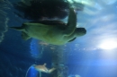SEA-LIFE-2011-Konstanz-310711-Bodensee-Community-SEECHAT_DE-IMG_2649.JPG