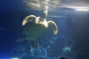SEA-LIFE-2011-Konstanz-310711-Bodensee-Community-SEECHAT_DE-IMG_2840.JPG