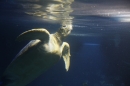 SEA-LIFE-2011-Konstanz-310711-Bodensee-Community-SEECHAT_DE-IMG_2843.JPG