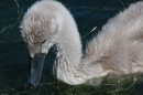 SEA-LIFE-2011-Konstanz-310711-Bodensee-Community-SEECHAT_DE-IMG_2900.JPG