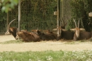 Zoo-Basel-090811-Bodensee-Community-SEECHAT_DE-DSC06036.JPG