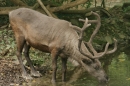 Zoo-Basel-090811-Bodensee-Community-SEECHAT_DE-DSC06047.JPG