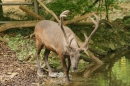 Zoo-Basel-090811-Bodensee-Community-SEECHAT_DE-DSC06051.JPG