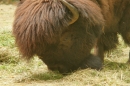 Zoo-Basel-090811-Bodensee-Community-SEECHAT_DE-DSC06054.JPG