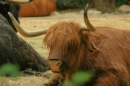 Zoo-Basel-090811-Bodensee-Community-SEECHAT_DE-DSC06061.JPG