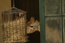 Zoo-Basel-090811-Bodensee-Community-SEECHAT_DE-DSC06112.JPG