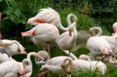 Zoo-Basel-090811-Bodensee-Community-SEECHAT_DE-DSC06140.JPG