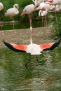 Zoo-Basel-090811-Bodensee-Community-SEECHAT_DE-DSC06141.JPG