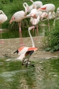 Zoo-Basel-090811-Bodensee-Community-SEECHAT_DE-DSC06144.JPG