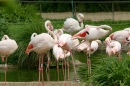 Zoo-Basel-090811-Bodensee-Community-SEECHAT_DE-DSC06154.JPG