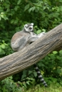 Zoo-Basel-090811-Bodensee-Community-SEECHAT_DE-DSC06158.JPG