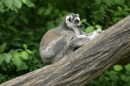 Zoo-Basel-090811-Bodensee-Community-SEECHAT_DE-DSC06159.JPG