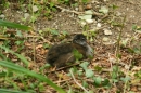 Zoo-Basel-090811-Bodensee-Community-SEECHAT_DE-DSC06161.JPG