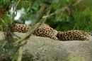 Zoo-Basel-090811-Bodensee-Community-SEECHAT_DE-DSC06166.JPG