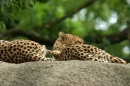 Zoo-Basel-090811-Bodensee-Community-SEECHAT_DE-DSC06167.JPG